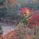 가로수 행정사 사무소 이미지