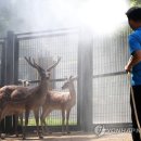 경보사슴 이미지