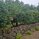 성읍리-1 이미지