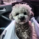 꼼꼼 애견미용실 | 통유리오픈형 애견미용실이 오픈했다고? [보드라미]야간미용까지 가능 대만족했던 애견미용실 솔직후기