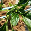 성운농장 이미지