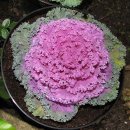 꽃양배추 (ornamental kale) 이미지