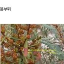 349 밀랍 머틀, Wax myrtle 이미지