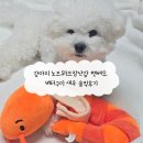 베오 베오 | 강아지 노즈워크장난감 펫베오 버터구이 새우 솔직후기