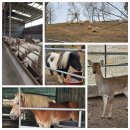 서원목장2 이미지