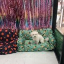 초롱이 애견 미용샵 이미지