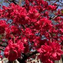 살구꽃 나무 아래 몸도 마음도 하늘하늘 - 봄꽃소식 이미지