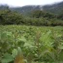 별이네 농장 이미지