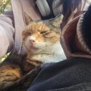 팔공동물병원(출장진료전문) | 폴라 치주염으로 전발치 수술합니다 / 고양이 발치수술 / 고양이 치주염 / 길고양이 입양