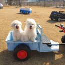 매직 펫 살롱 이미지