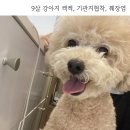 정동물병원 | 대구 지산동 &#34;정동물병원&#34; 주차, 기관지협착 검사,췌장염, 솔직후기