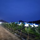 서주길(와룡면) 이미지