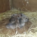 호동이농장 이미지