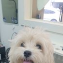 티파니&펫 이미지