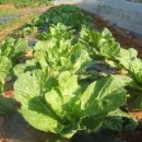 경운농장 이미지