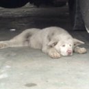 연지카센타 이미지