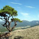 바위와소나무 이미지