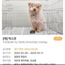 스마일애견미용 | 송파애견미용 내돈내산 후기 스마일마이펫 (보호소 강아지 입양,생애 첫 미용💕) 크림이 형제 입양...