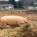 맘마농장 이미지