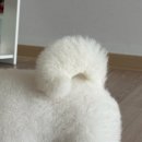 그루밍, 모아 이미지