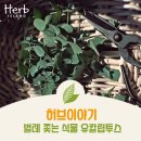 허브이야기 이미지