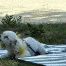 가로수동물병원 이미지