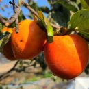 청아농장 이미지