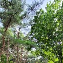 화왕산자연휴양림(창녕) 이미지