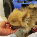 더도그맨션 이미지