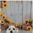 펫러버 그루밍 이미지