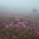 제29회 비슬산 참꽃 문화제 네이버블로그