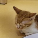 카카오 N 동물병원 이미지