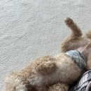 천사펫하우스 이미지