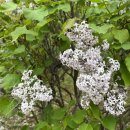 길중농장 | [일상] 봄꽃구경, 심리테스트, 서호돈까스, 청년피자 토핑농장 존맛, 굽네 불금치킨, 카페 읍천리 샌드위치