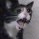 스테이 베프 | 신라스테이 역삼 <메종드아나하> 본식후기