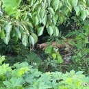 수색목장 이미지