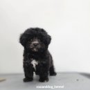 루이앤독 이미지