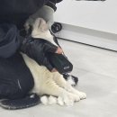 부산소독 | 부산 고양이 미용 무마취 후기 무냥무냥 대연점