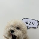 디어마이모모 이미지