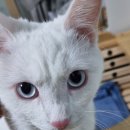 옹울