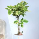 신흥로275번길 이미지