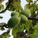 숯불무궁화갈비 이미지