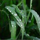 보리목장 이미지