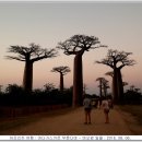 바오밥 이미지