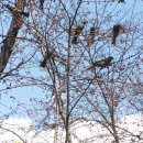 봄이오네 이미지