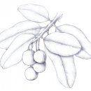 용화수 이미지