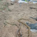 구렁농장 이미지