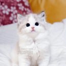 마론도리스(Marondollis) 이미지