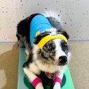 놀러오개 애견유치원 애견호텔 이미지