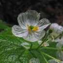 투명한 꽃, Skeleton Flower 해골화,산화엽 이미지